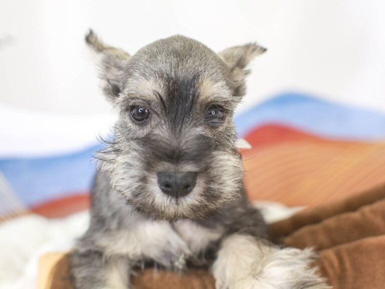 Mini Schnauzer