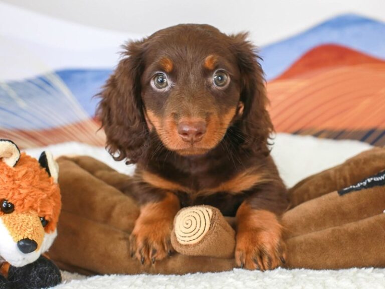 Dachshund