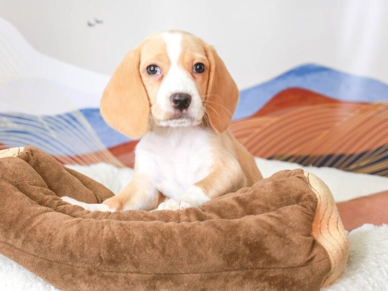 Beagle