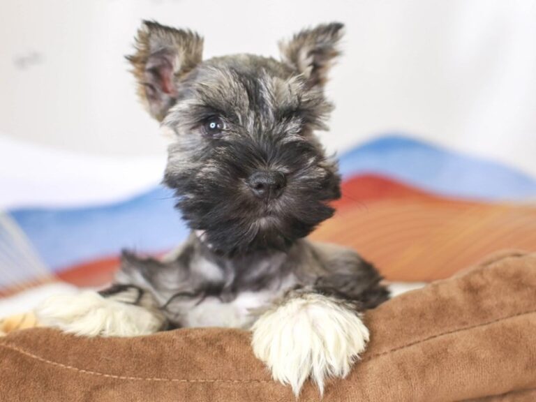 Mini Schnauzer