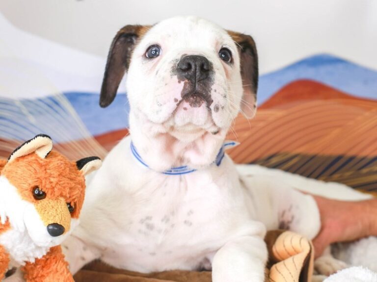 Olde English Bulldog