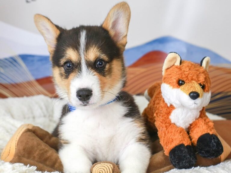 Pembroke Welsh Corgi