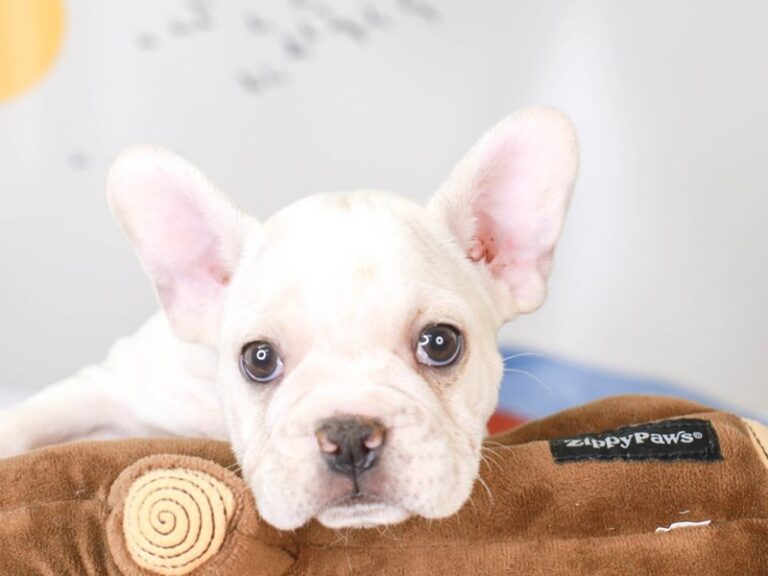 French Bulldog