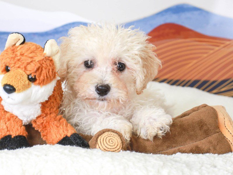 Bichon Poo-Female-White-3377287-Animal Kingdom | Puppies N Love