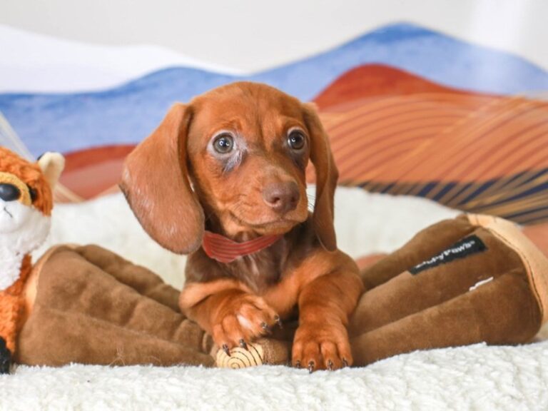 Dachshund