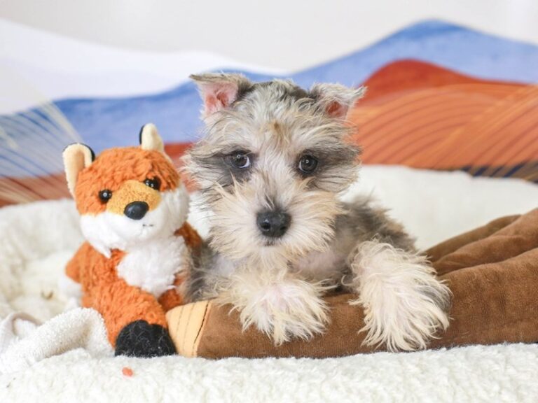 Mini Schnauzer