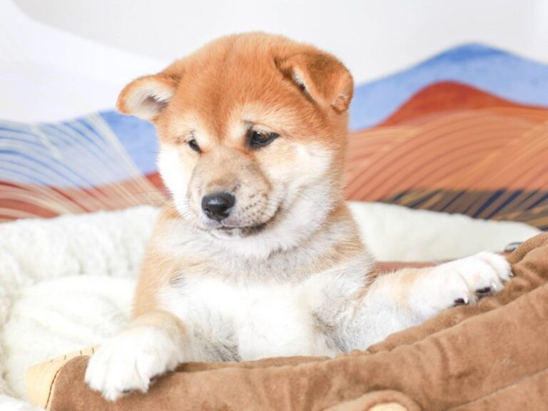 Shiba Inu
