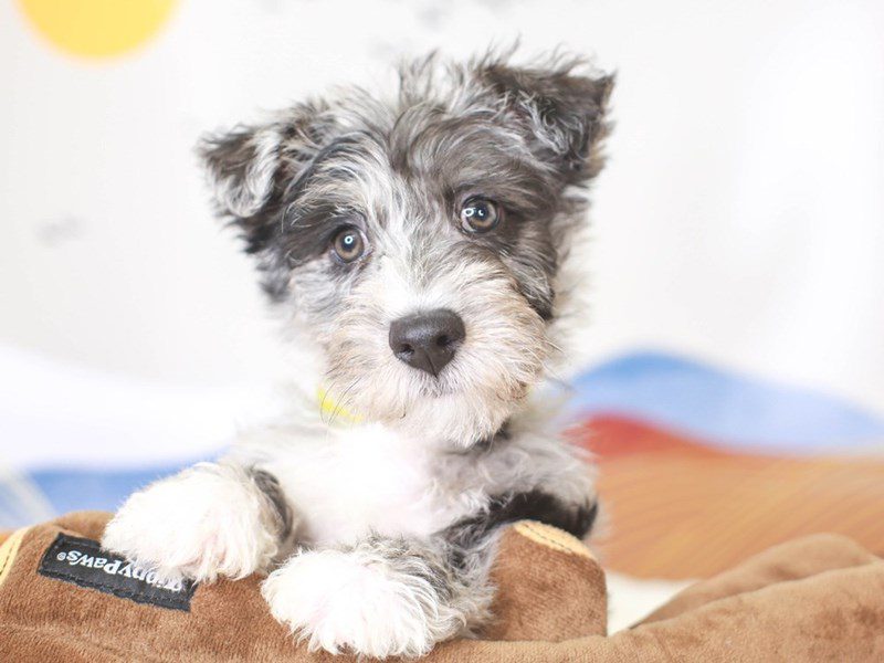 Scottiepoo-Male-blue merle-3378022-Animal Kingdom | Puppies N Love