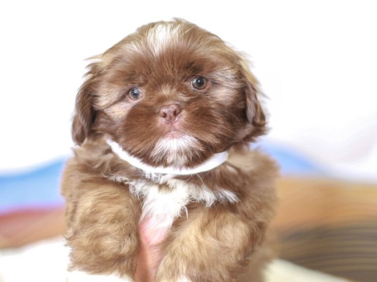 Shih Tzu