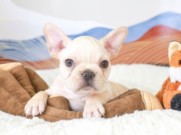French Bulldog