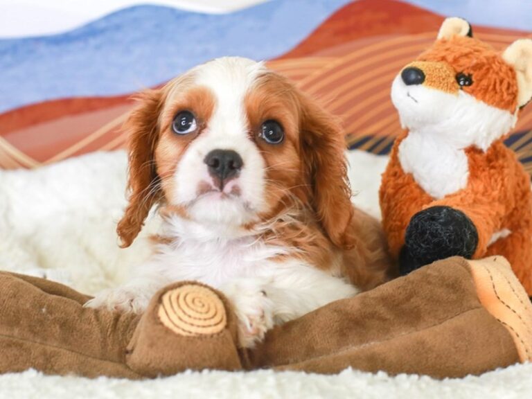 Cavalier King Charles Spaniel