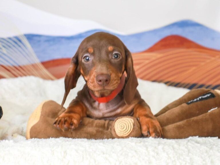 Dachshund