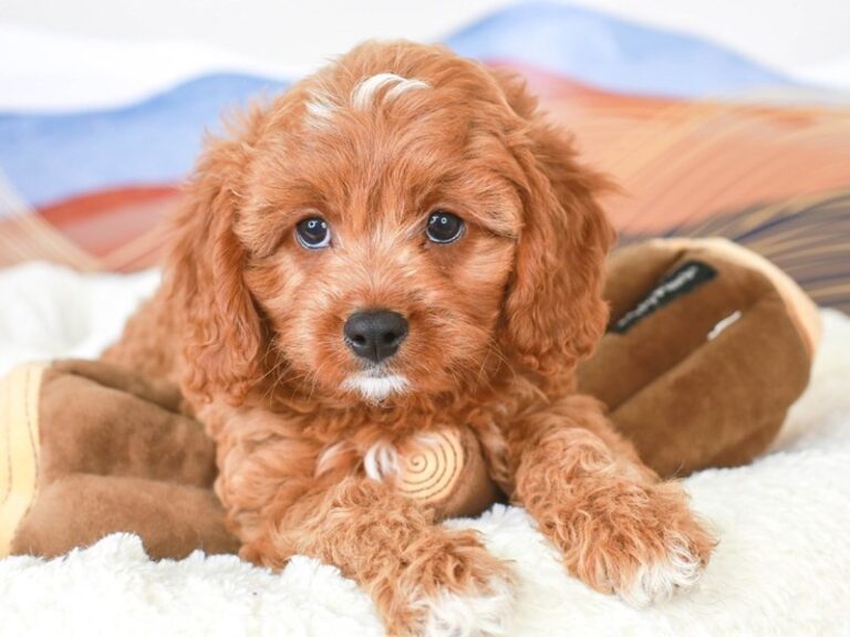 Cavapoo