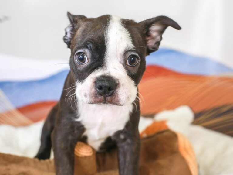 Boston Terrier