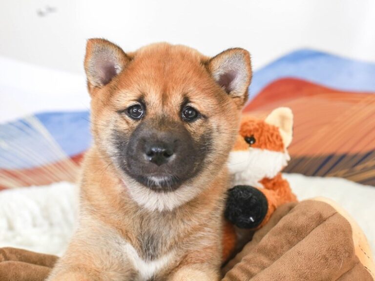 Shiba Inu