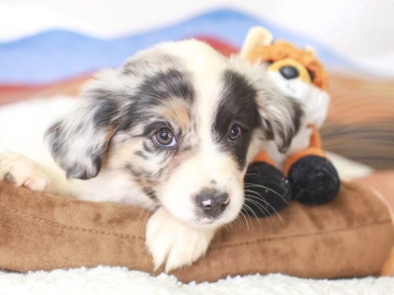 Mini Aussie