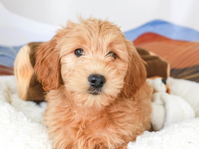 Mini Goldendoodle
