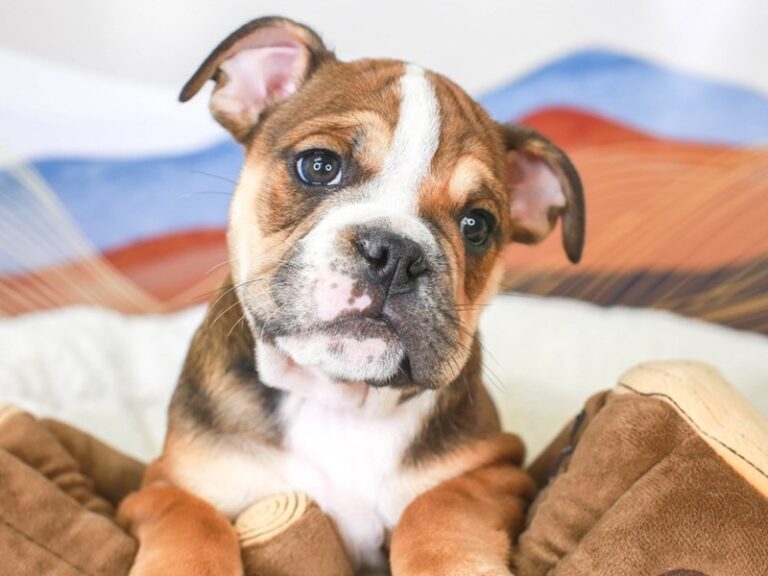 English Bulldog