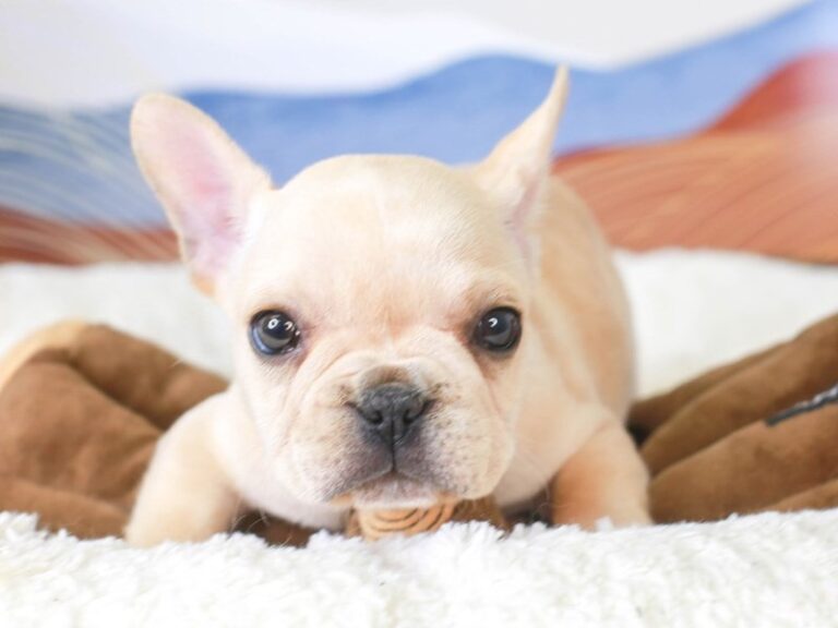 French Bulldog