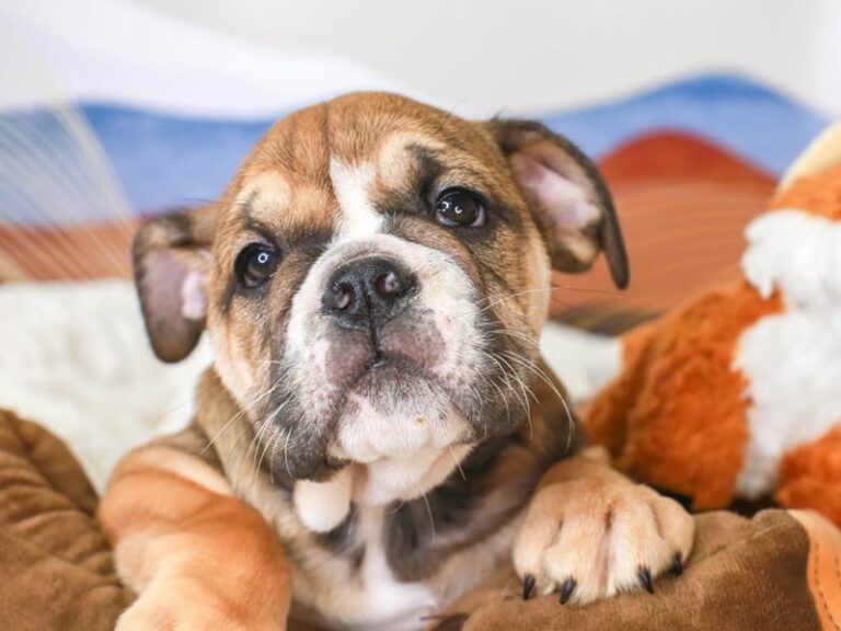 English Bulldog
