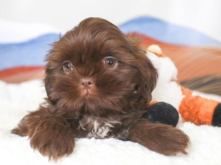 Shih Tzu