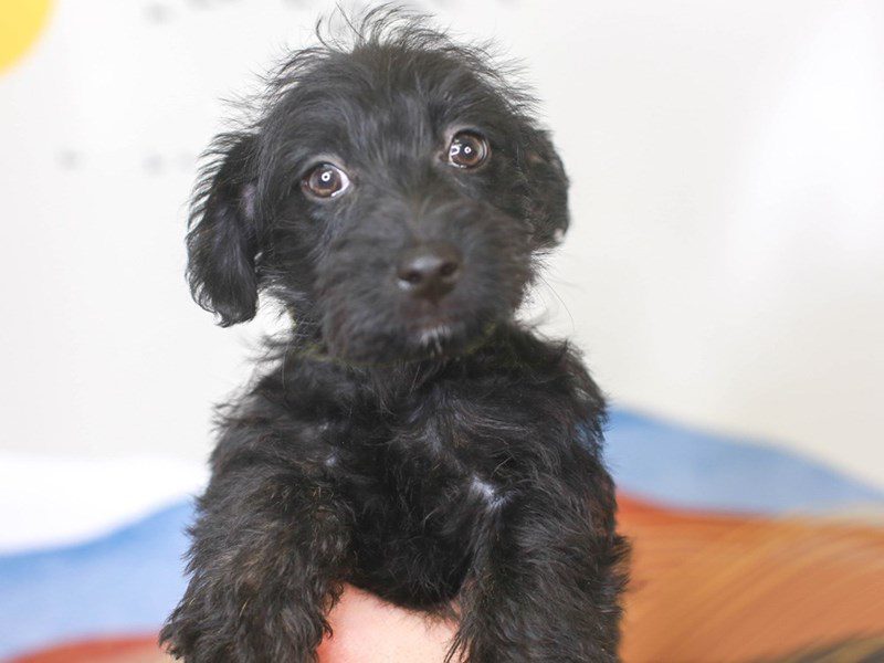 Scottiepoo-Male-black-3378023-Animal Kingdom | Puppies N Love