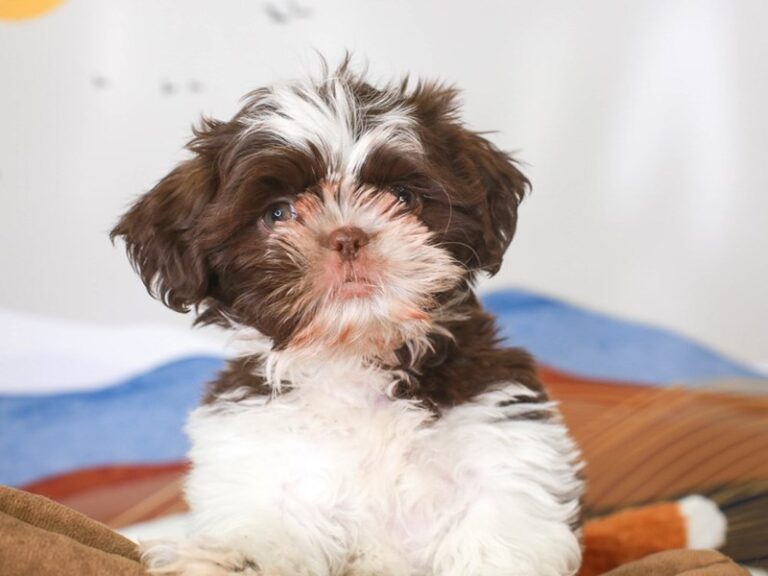 Shih Tzu
