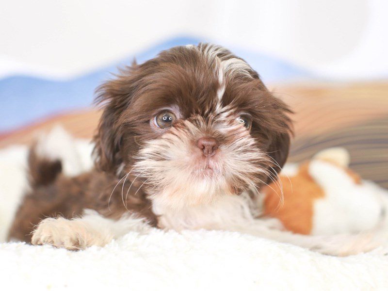 Shih Tzu DOG Male DARK LIVER 3378197 Animal Kingdom Puppies N Love