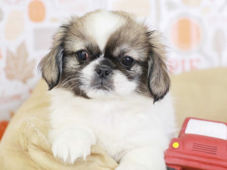 Pekingese