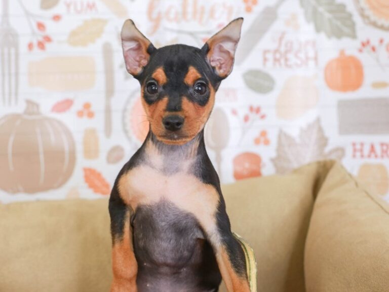 Mini Pinscher