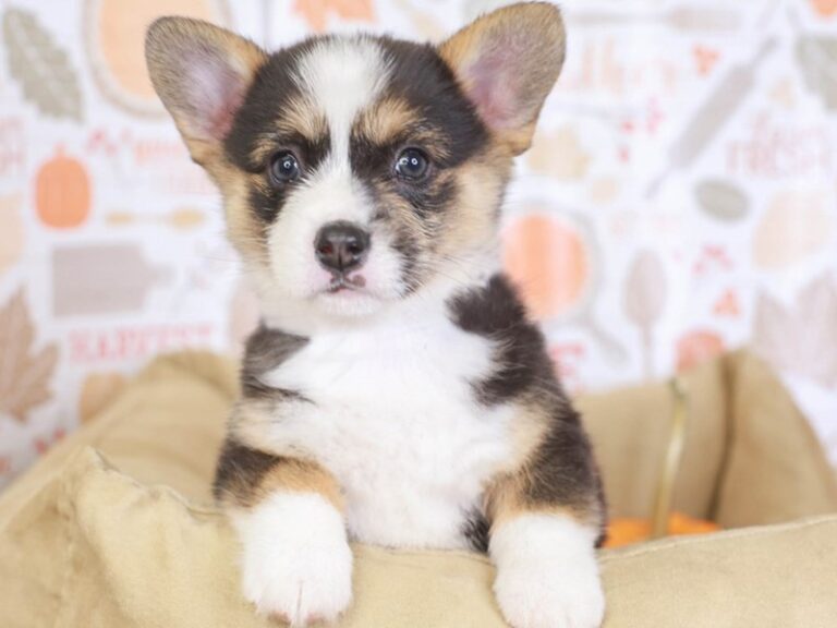 Pembroke Welsh Corgi