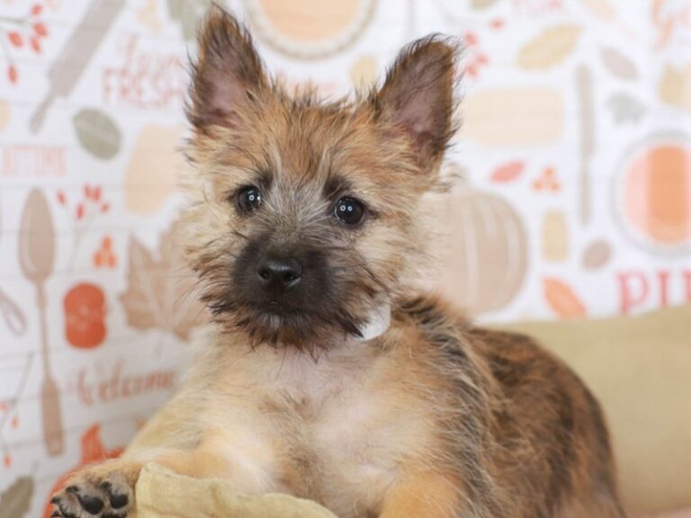 Cairn Terrier