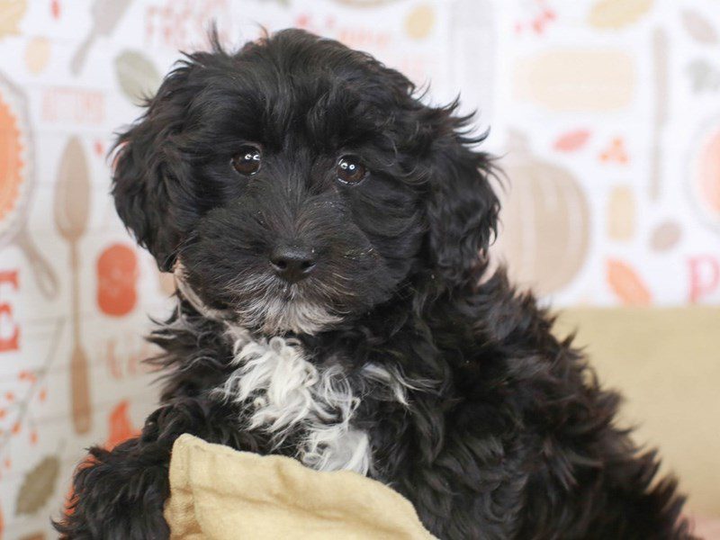 Lhasapoo-Female-blk-3388438-Animal Kingdom | Puppies N Love