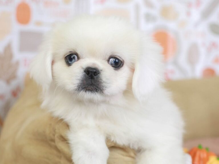 Pekingese