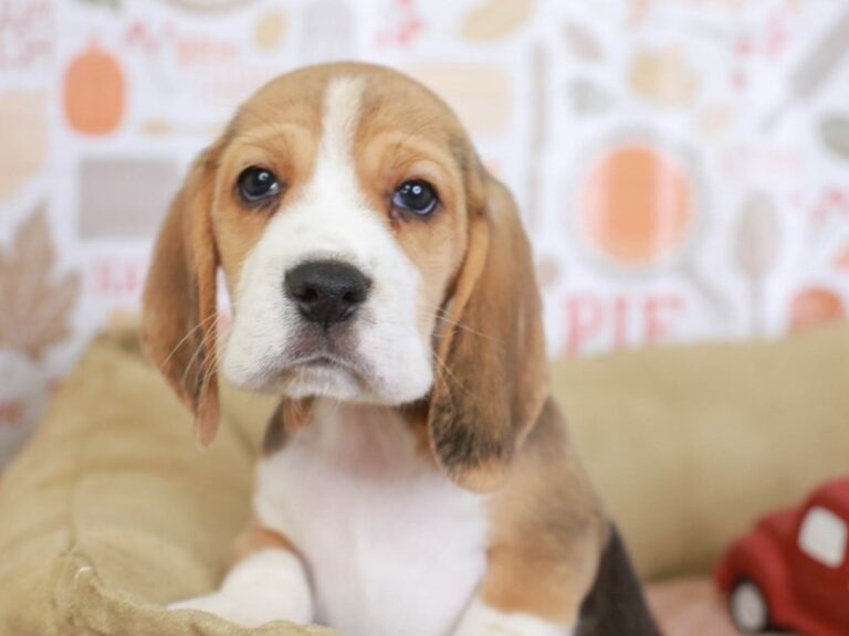 Beagle