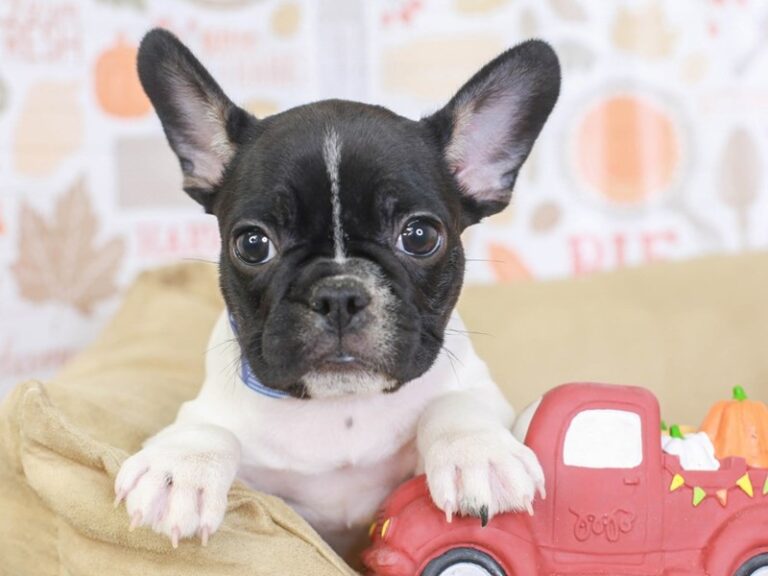 French Bulldog