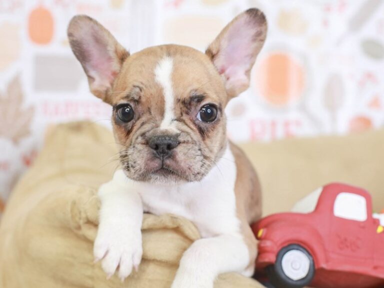 French Bulldog