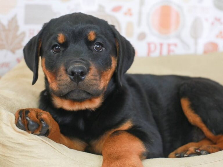 Rottweiler