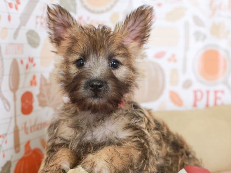 Cairn Terrier
