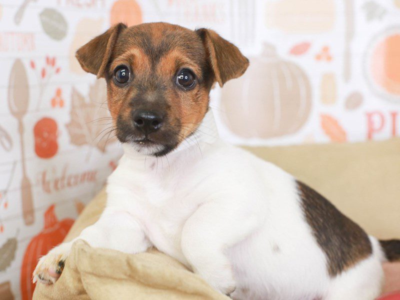 Jack Russell-Male-BROWN & WHT-3388452-Animal Kingdom | Puppies N Love