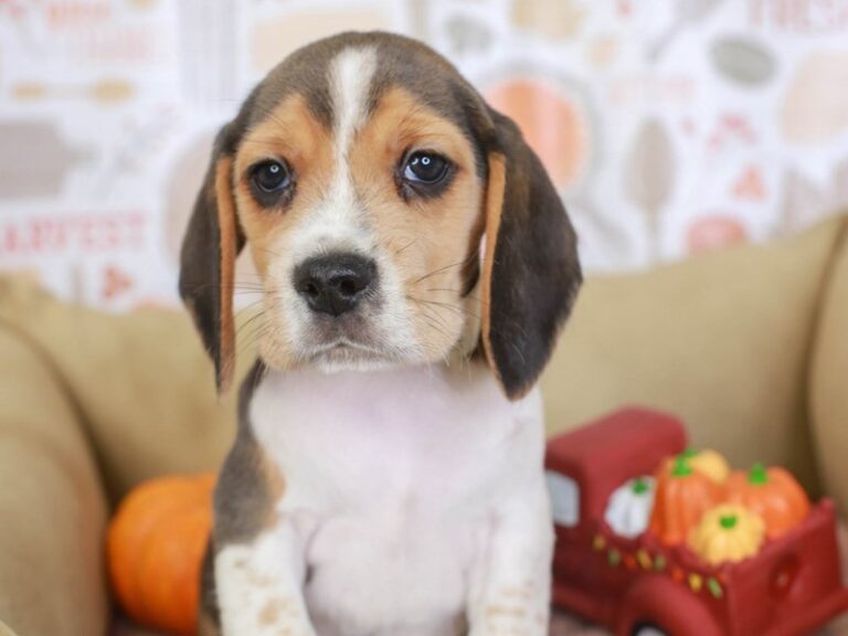 Beagle