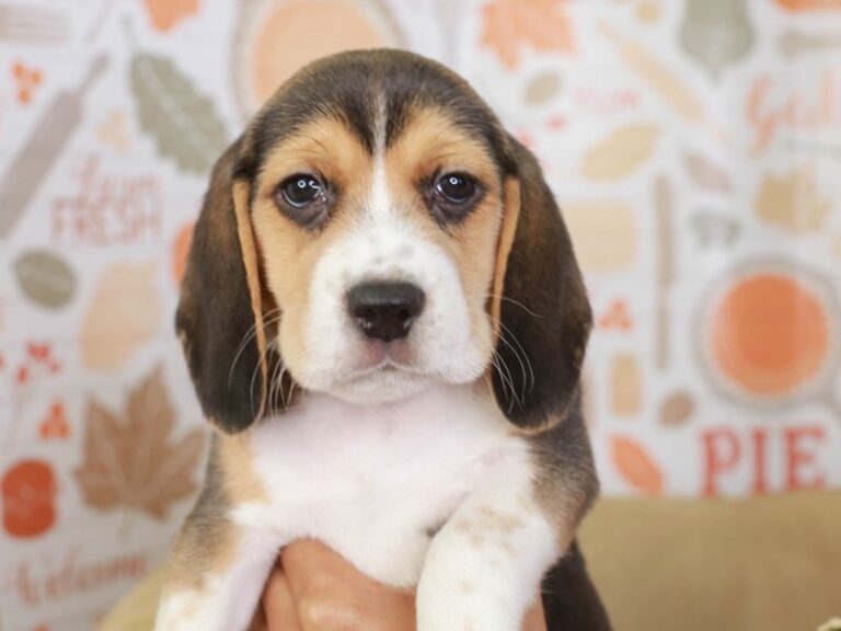 Beagle