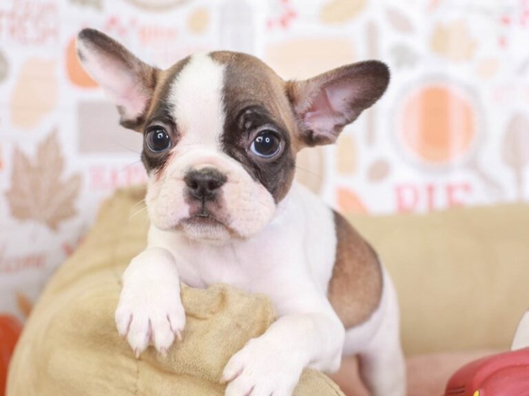 French Bulldog