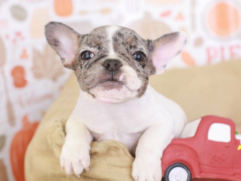 French Bulldog