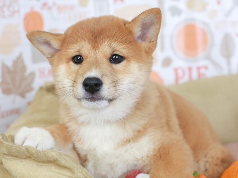 Shiba Inu