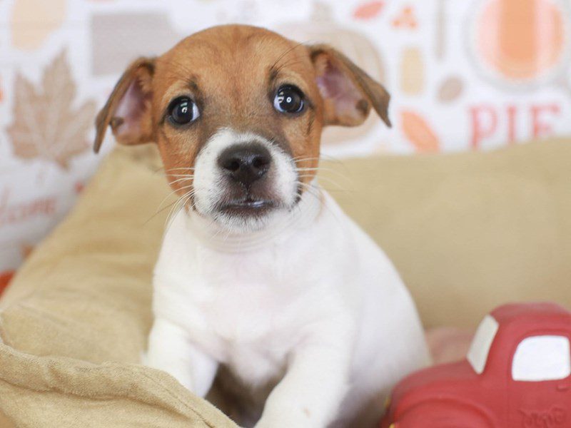 Jack Russell-Male-BROWN & WHT-3388453-Animal Kingdom | Puppies N Love