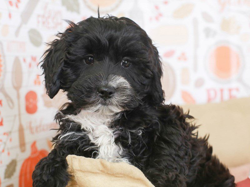 Lhasapoo-Female-blk-3388437-Animal Kingdom | Puppies N Love