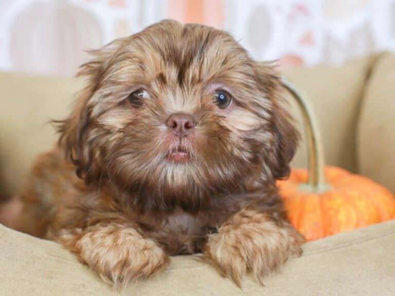 Shih Tzu