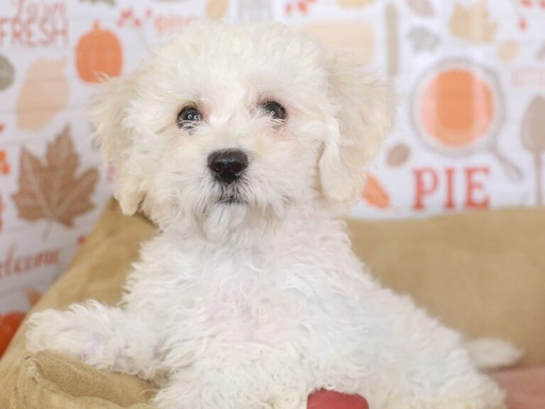 Bichon Frise