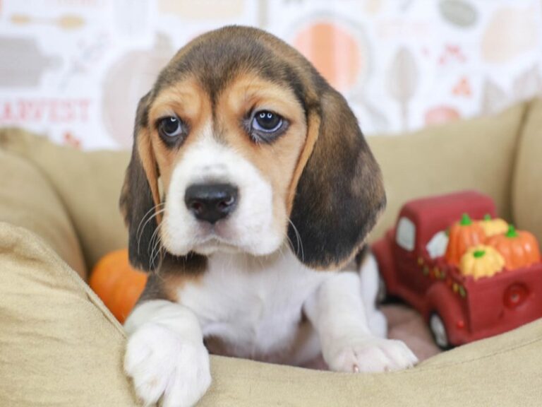 Beagle